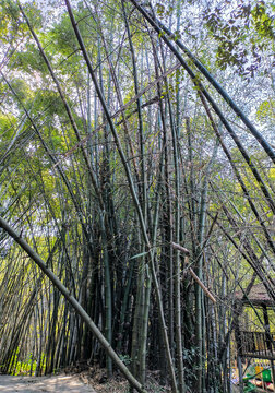 刺竹林