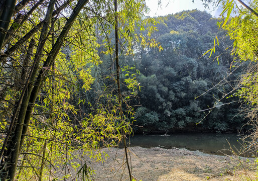 竹林洼地