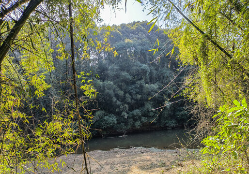 竹林低洼地