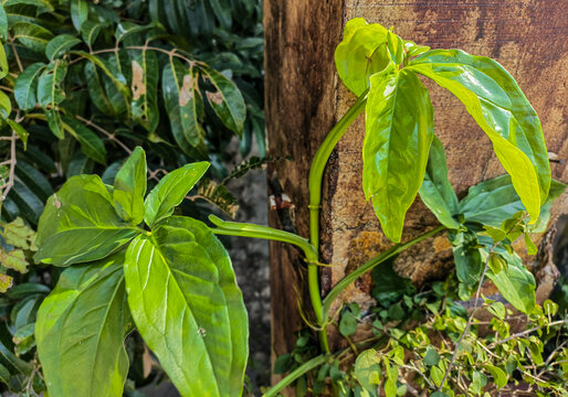 常绿草本植物合果芋