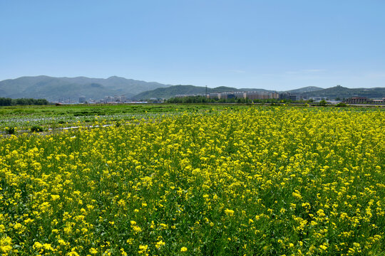 油菜花