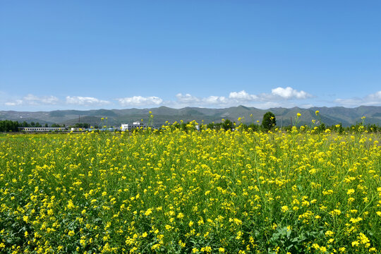 油菜花