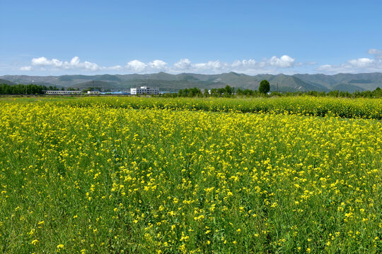 油菜花