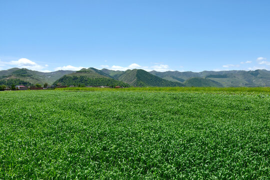 乡村风光