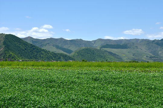 乡村风光