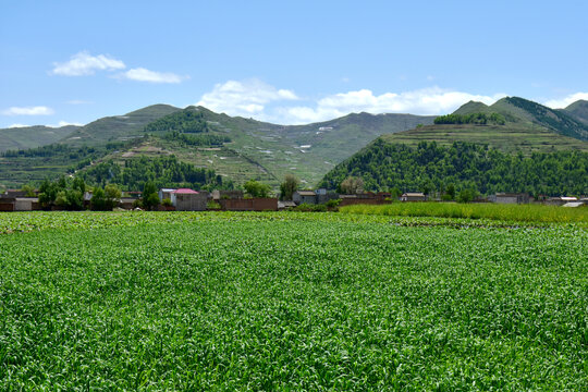 乡村风光