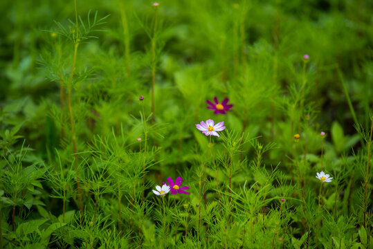 小花