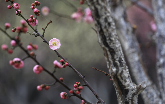 梅花