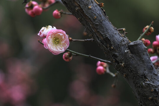 梅花