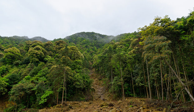 山林