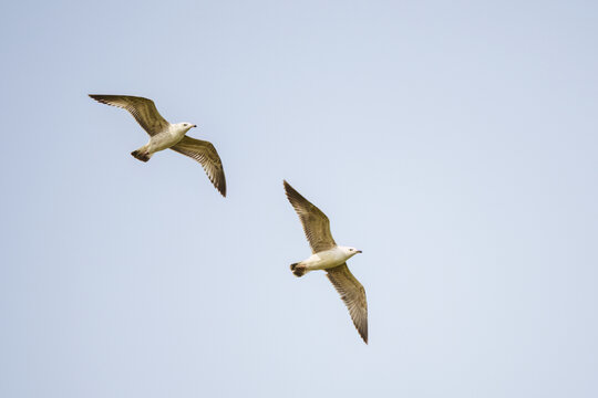 展翅飞翔的两只银鸥