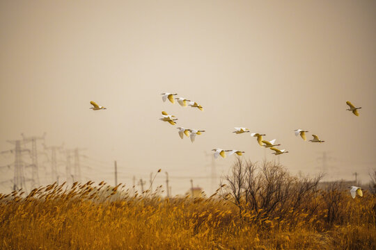 湿地鸟群