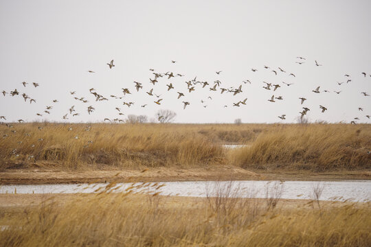 湿地鸟群