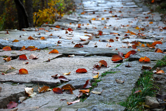石板路上的落叶