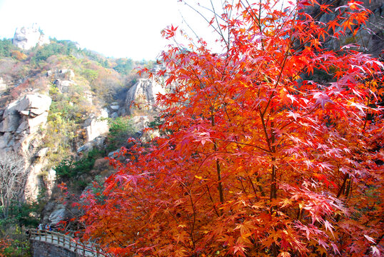 青岛崂山