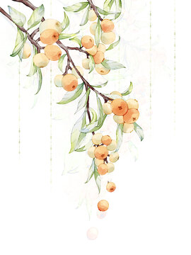 枇杷插畫
