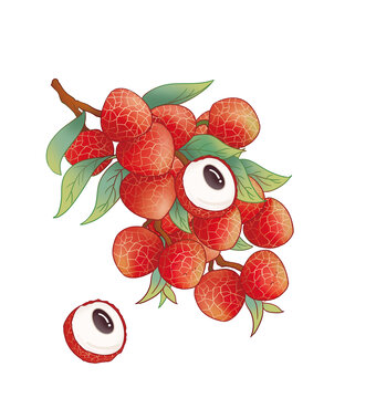 荔枝插畫(huà)