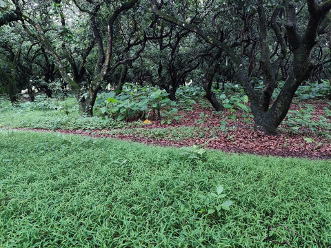 荔枝林