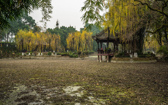 新都桂湖初冬的黄色垂柳叶