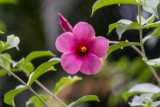 紫蝉花的特写