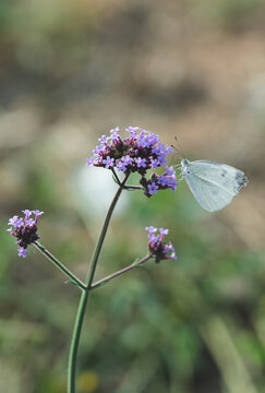 蝴蝶在花上的特写镜头