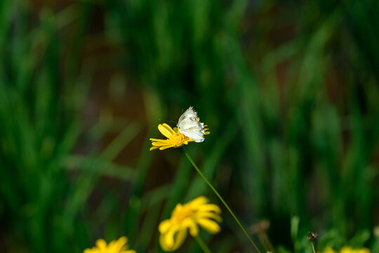 蝴蝶在花上的特写镜头