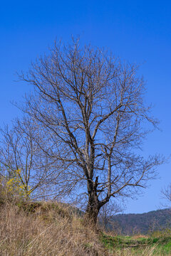 山村蓝天下的大树