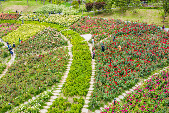 航拍郑州月季花海螺旋形植物园