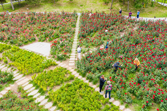 航拍郑州月季花海螺旋形植物园