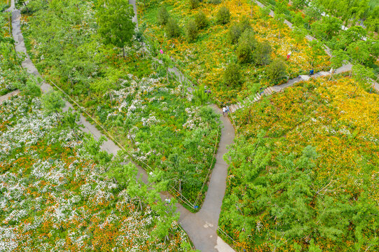 田园风格城市花园小雏菊花园林