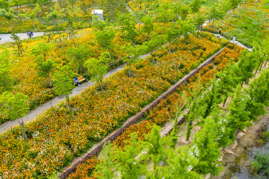 田园风格城市花园小雏菊花园林