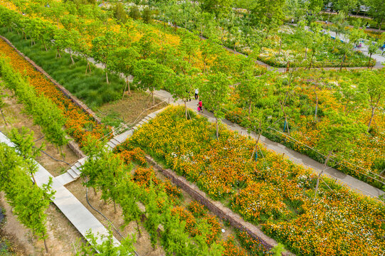 田园风格城市花园小雏菊花园林