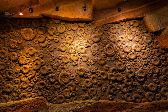 河南自然博物馆菊石化石模型