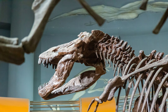 河南自然博物馆恐龙骨骼化石