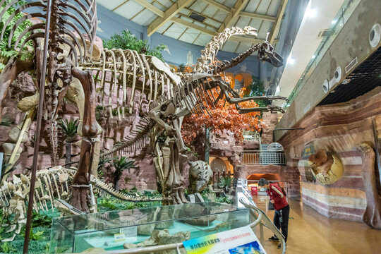 河南自然博物馆恐龙骨骼化石