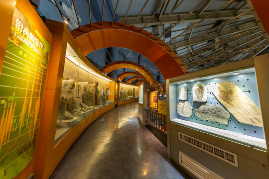 河南自然博物馆生命演化展厅