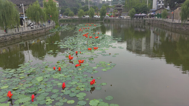 西湖凉亭荷叶