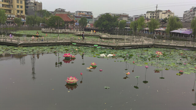 西湖荷叶