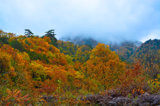 米仓山秋景