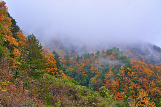 米仓山秋景