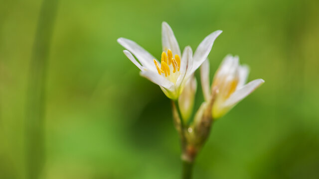 花苞