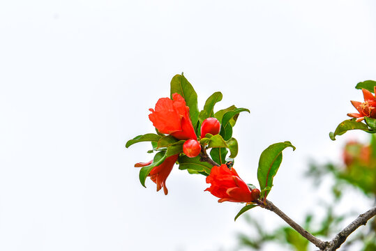 石榴花开