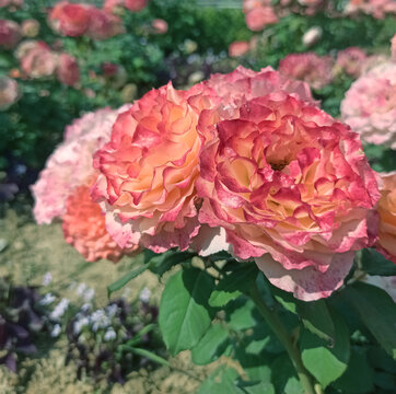 月季花