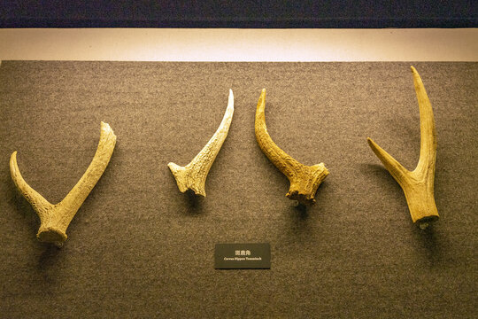 原始社会动物化石斑鹿角