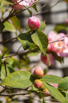 山茶花花苞绿叶