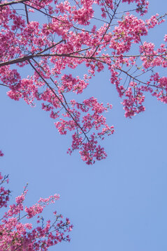 樱花粉色花枝