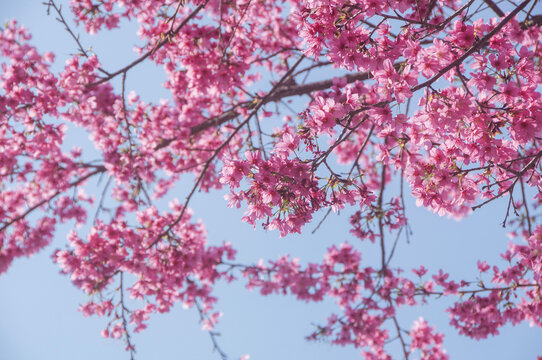 绯樱花枝