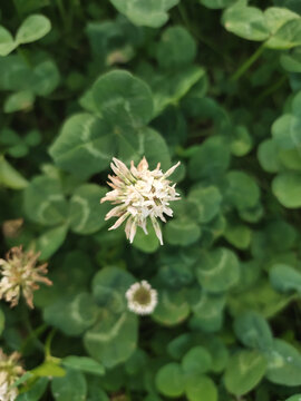 三叶草花特写