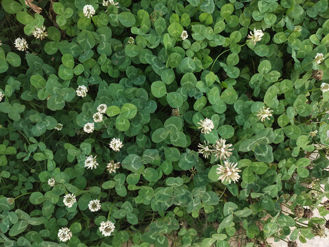 白车轴草花