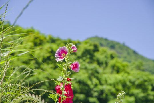 蜀葵花